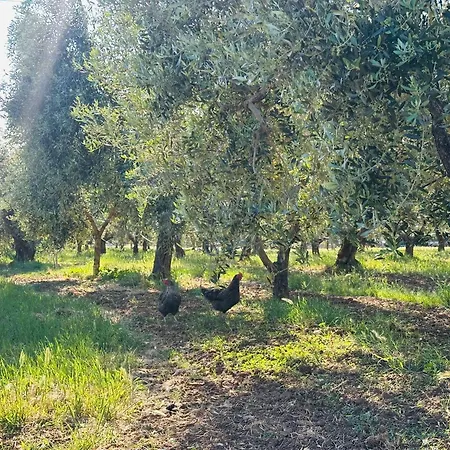 Il Tripesce Vada